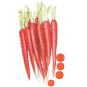 Atomic Red Carrot Seeds