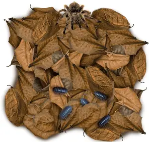 SunGrow 50 Pack Leaf Litter for Spider, Cricket & Isopod, Mini Catappa Dried Indian Almond Leaves, for Vivarium, Terrarium & Aquarium (Mini Leaves (2", 50-Pack))