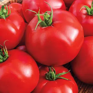Big Beef Plus Tomato: 10 Seeds *