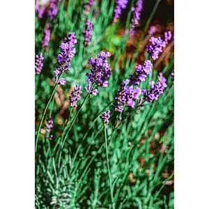 Lavender Seeds – Common English “Vera” | Heirloom Non-GMO | Fragrant Purple Flowers
