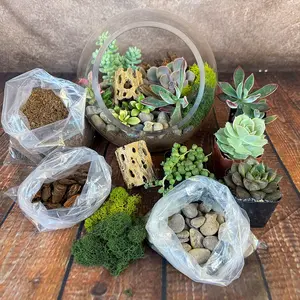 Succulent Terrarium DIY Kit – Full Moon Glass Terrarium Large Planter