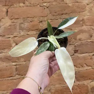Florida ghost
