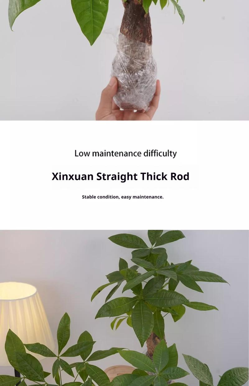 Prosperity Money Tree - Pest-Free Evergreen Plant with Undamaged Stems, High Plasticity Bonsai Suitable, Ideal Gift for Relatives & Beginners (Indoor/Office Use)