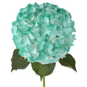 Aqua Light Painted Hydrangeas