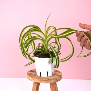 Spider Bonnie Plant - 4” Pot