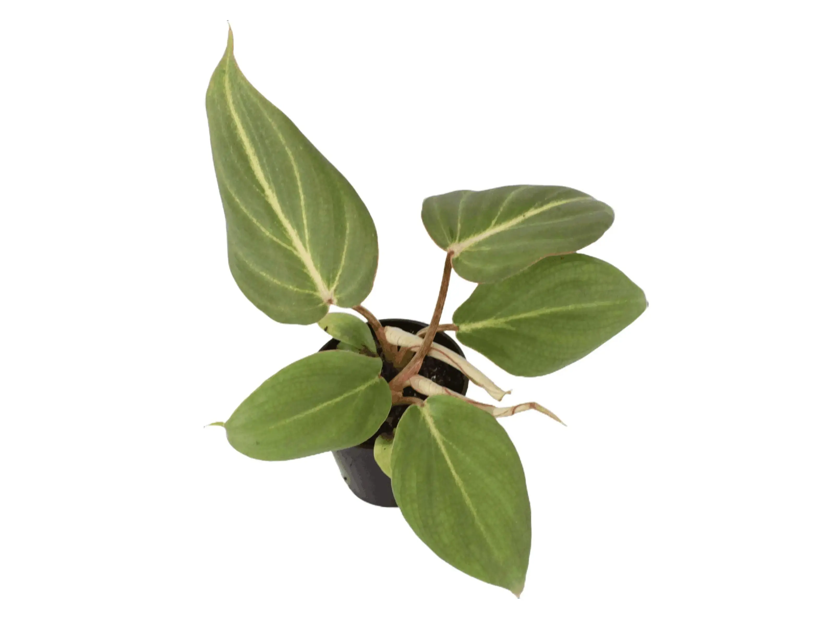 Philodendron Gloriosum Potted Live Plant 2in - Rare Exotic Houseplant - Velvet Foliage - White Veining - Creeping Philodendron - Tropical Gift - Unique Indoor Plant - Heart Shaped Leaves - Large Greenery - Collectors Item