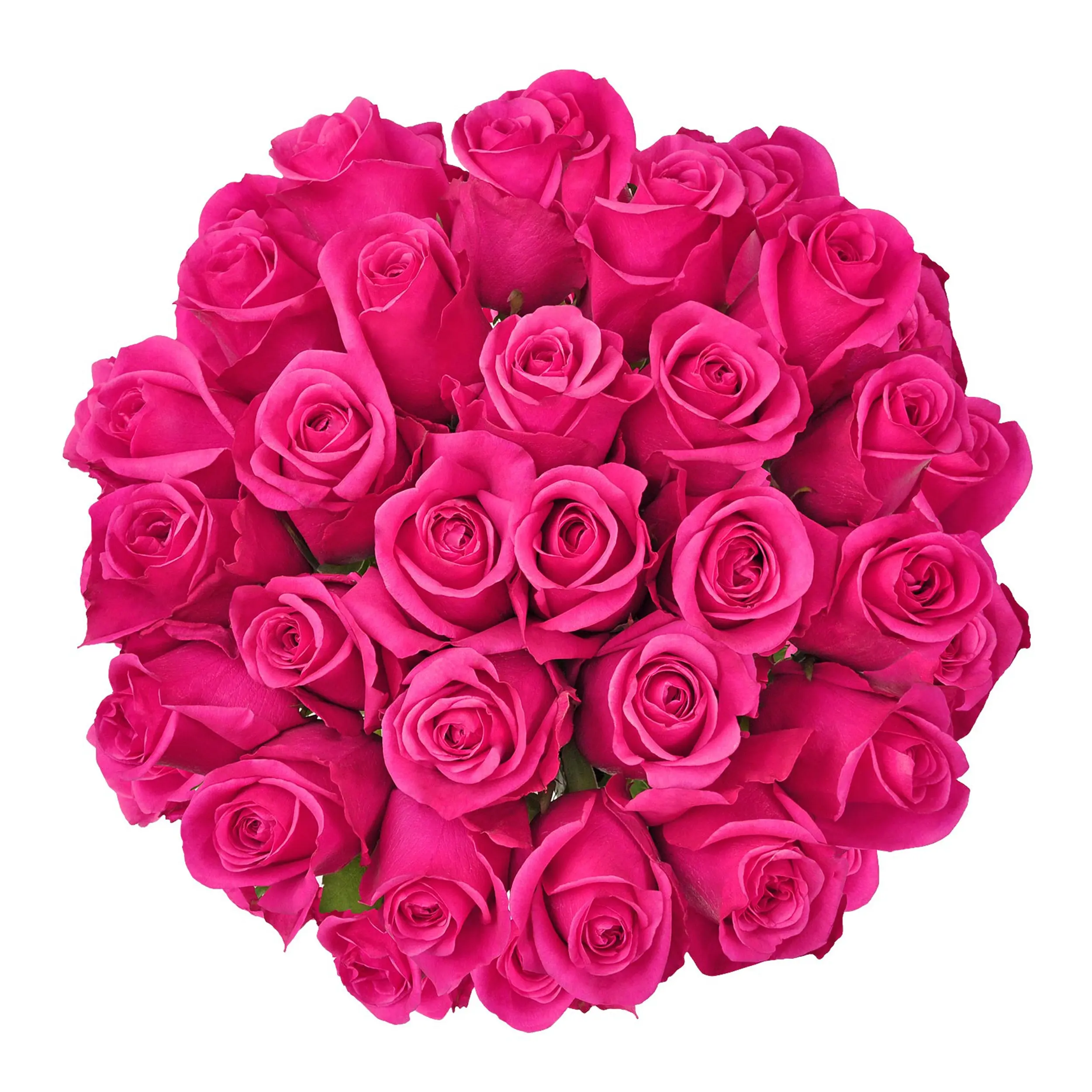 Hot Pink Roses - Choose from 25 to 200 Stems for Flower Arrangements or Bouquet