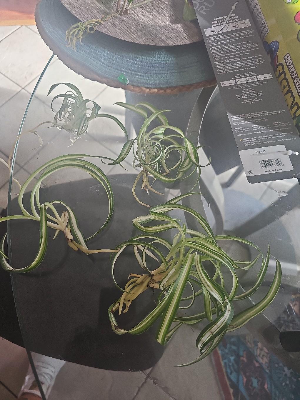 spider plant rooted - free shipping