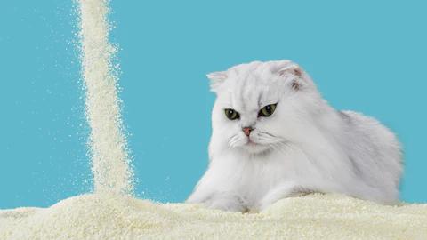 Michu Wonder Litter - The Ultimate Natural Litter for Litter Robot Lemon or  Unscented- 5.5lb/Month