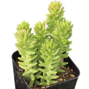Sedum 'Spiral Staircase'