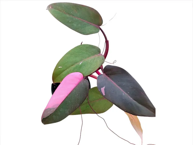 Anthurium lapoanum (seedling) - TikTok Shop