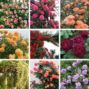 Mixed Climbing Rose 500+ Seeds – Non-GMO, Easy to Grow, Spring Planting, Year-Round, Cold & Drought Tolerant, Beginner-Friendly, Perennial Rosa Flowering Bush, Long-Blooming Ornamental Climbing Plants for Fence, Trellis, Arches & Outdoor Garden Décor