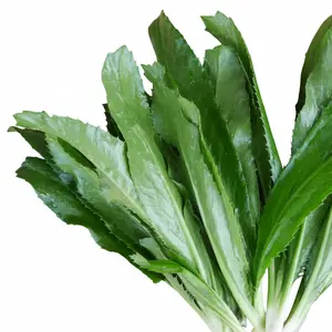 1000+ Culantro Seeds (Ngò Gai) | Heirloom Non-GMO | Mexican Coriander