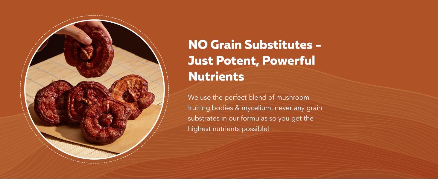 Organic Reishi Mushroom Capsules | 70% Beta Glucans – US Grown & Ultrasonically Extracted – Supports Overall Wellbeing – 60 Capsules Healthcare Dietary Organic Reishi Mushroom Capsules | 70% Beta Glucans – US Grown & Ultrasonically Extracted – Supports Overall Wellbeing – 60 Capsules Healthcare Dietary