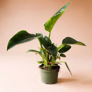 Philodendron Green Congo - Indoor Live Plant, Rare Deep Green & Glossy Leaves, Flare-Like Growth, Medium, Air Purifying, Bright Light Lover, The Perfect Gift for Home Decor