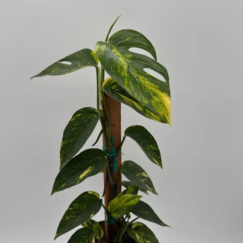 Xl Epipremnum Yellow flame 6" pot totem pole   | Rare plant | collector's plant | new arrival