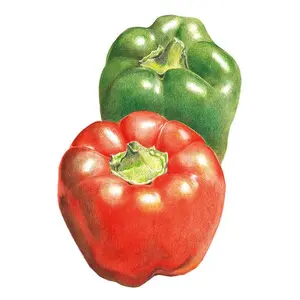 California Wonder Sweet Pepper Seeds California Wonder Sweet Pepper Seeds