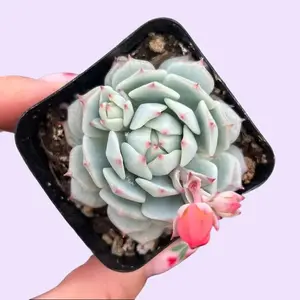 2” Echeveria Derenbergii ' Pot