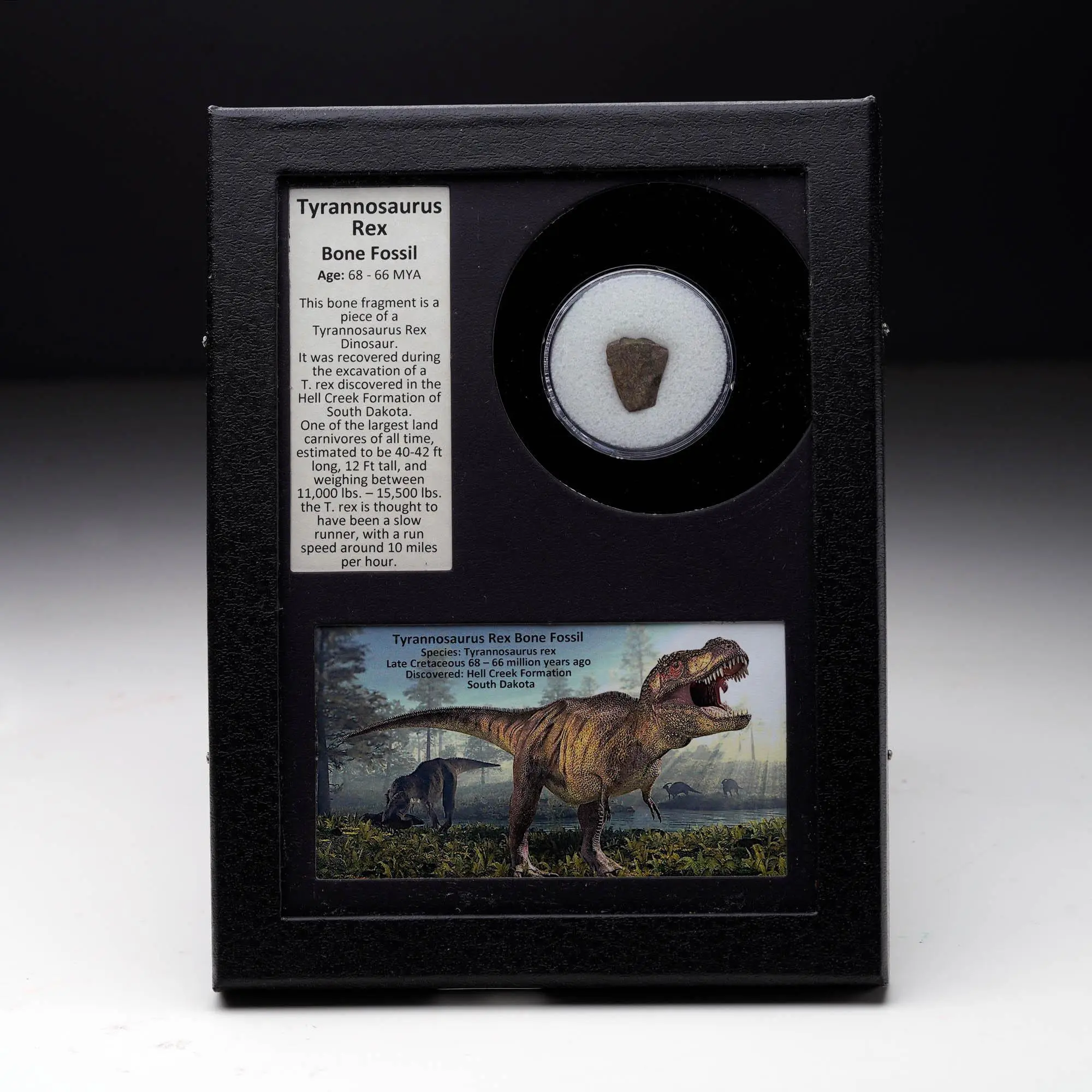 Authentic T. Rex Bone Fossil in Collector's Box | Hell Creek Formation