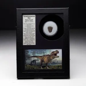 Authentic T. Rex Bone Fossil in Collector’s Box