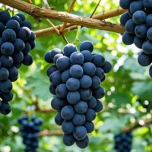 50 Kyoho Grape Seeds for Planting – Giant Kyoho Grape Tree Seeds for Backyard Gardens, Patio Containers, Balcony Planters and Home Orchard Projects – Fruit Seeds Only, Not Live Plants