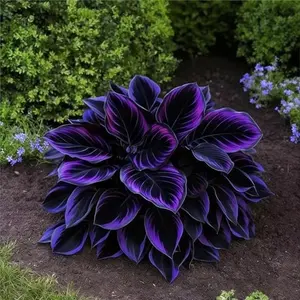 1000 pcs Hosta Seeds – Beginner-Friendly Perennials for Outdoor Spaces