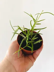 Hoya Linearis - 2.5" Pot