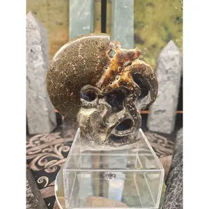 Natural Tentacle Ammonite Fossil Madagascar