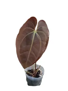 Anthurium Velvet Abyss