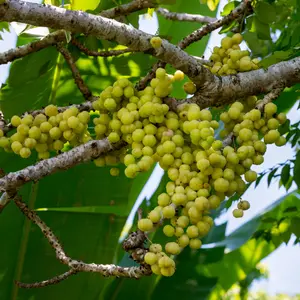 Star Gooseberry Seeds (Phyllanthus acidus) Tropical fruit tree producing tart ribbed yellow fruits; ornamental and ideal for preserves, pickling, and traditional recipes