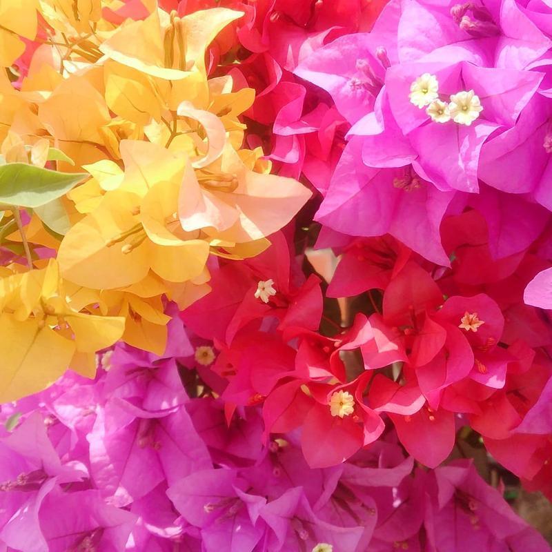 Multicolor Bougainvillea, Trangular Plum-South American Jasmine 50 Seeds , Striking Landscaping Privacy Screen Plant Fast Growing & Maintain