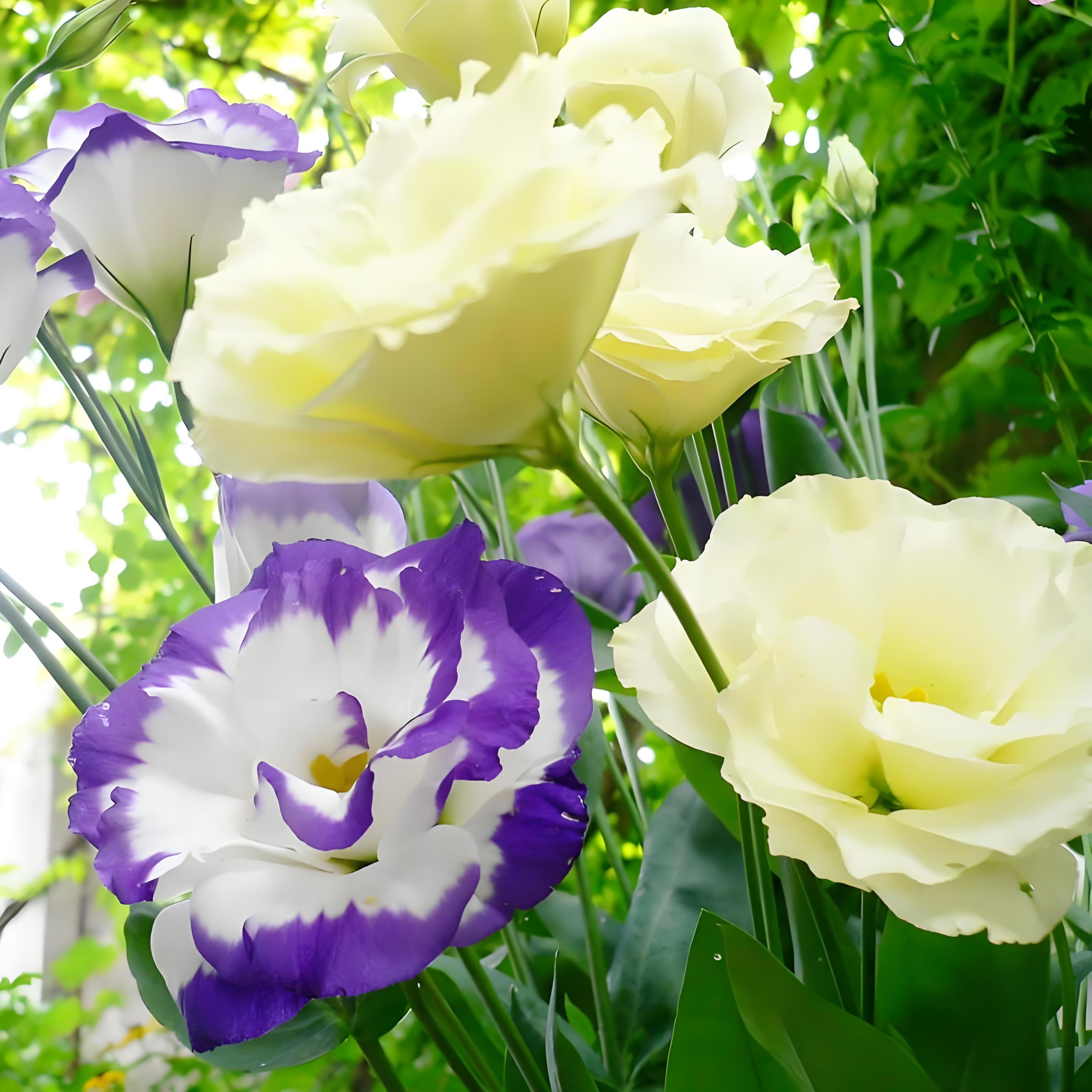 800 Pcs Lisianthus Seeds for Planting-Perennial Eustoma Grandiflorum Flower Plants Seeds