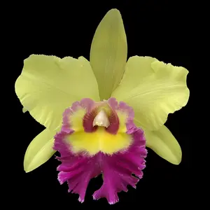 Rlc. Young Kong 'Sun#16' | BS not in bloom | 5" pot