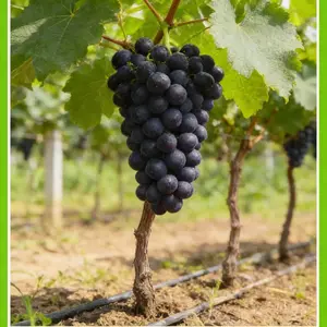 Sweet Giant Grape Vine for Home Garden – Beginner Friendly and Easy to Grow