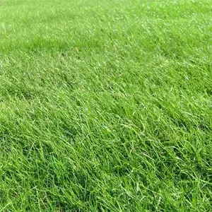 3000+ quick-germinating grass seeds for a lush green yard! Perfect for home gardens 3000+ quick-germinating grass seeds for a lush green yard! Perfect for home gardens