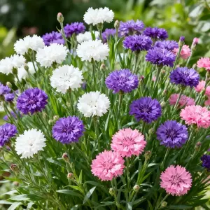 20,000Mixed-color flowers Seeds-Easy-Grow Flowers for Beds & Wildflower Areas,for Planting Outdoors Non GMO Mixed Colors Blooms Attract Pollinators Easy to Grow All Seasons,with Instructions for Easy Care and Versatile Growth