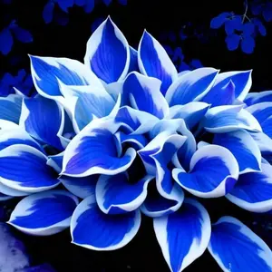 800 pcs Hosta Seeds – Easy-to-Grow Perennials for Shaded Garden Corners