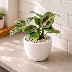 Maranta Green Prayer Plant