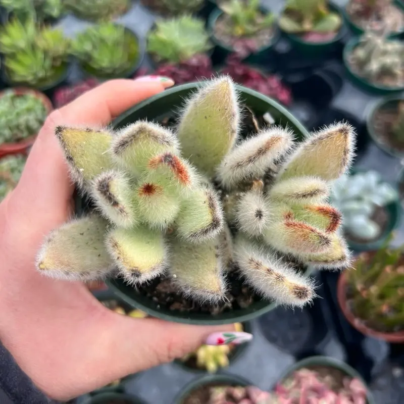 4” Kalanchoe Panda Plant Hybrid