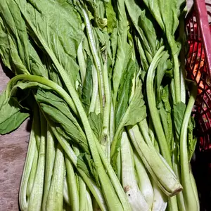 Sweet Mustard Green Choy Sum Seeds (Brassica rapa var. parachinensis) Tender Asian leafy green producing succulent stems and mild mustard flavor; excellent for stir-fries, soups, and fast cool-season harvests