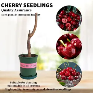 Dwarf Cherry Tree Live Plant – Compact Potted Fruit Tree for Container Gardening, Raised Beds & Home Orchard, Mini Cherry Sapling, Low Maintenance Starter Plant