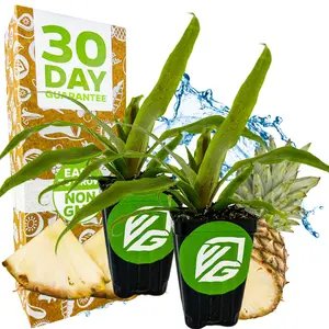 (2-Pack) Sugarloaf Pineapple (Kona Sugarloaf) Live Plant - Ananas comosus by Wellspring Gardens - Starter Plant - Ideal Pineapple Plant Live Easy to Grow Starter Plant Great for Outdoor and Patio Planting