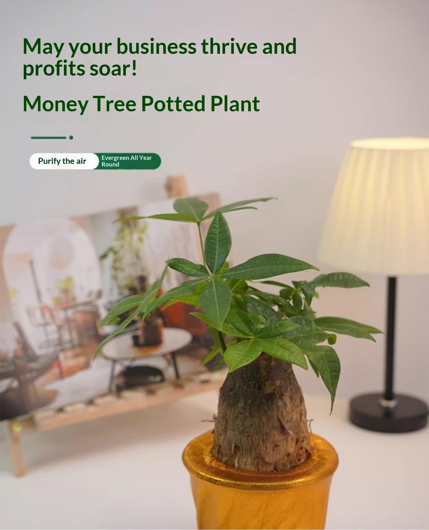 Prosperity Money Tree - Pest-Free Evergreen Plant with Undamaged Stems, High Plasticity Bonsai Suitable, Ideal Gift for Relatives & Beginners (Indoor/Office Use)