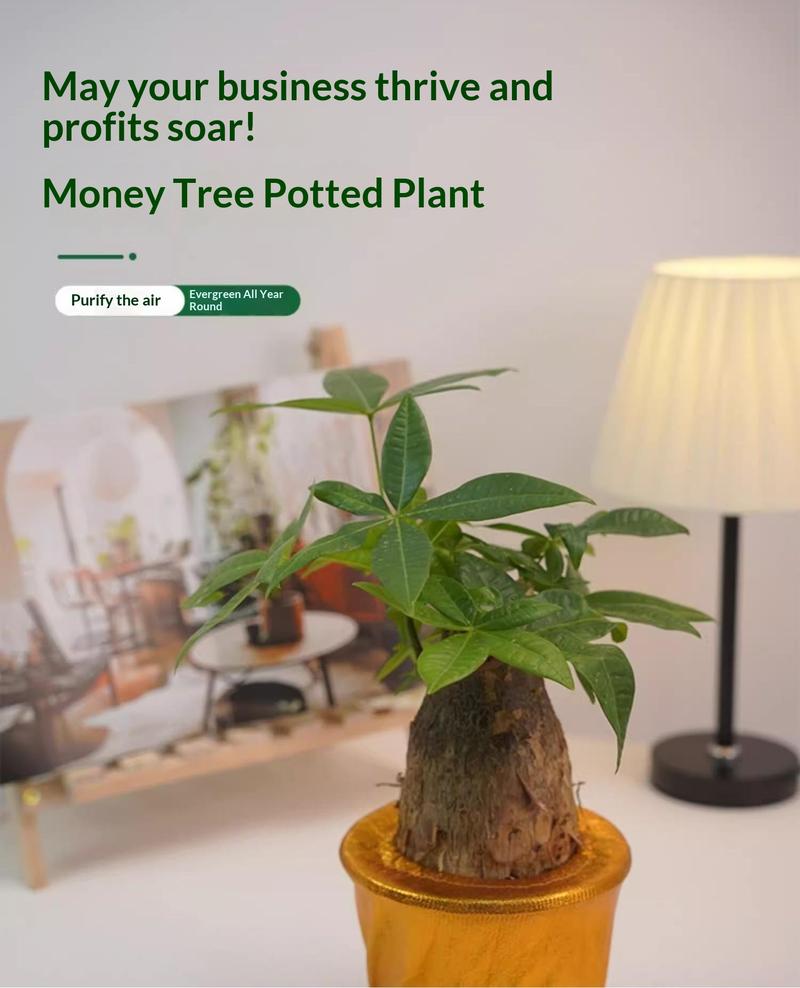 Prosperity Money Tree - Pest-Free Evergreen Plant with Undamaged Stems, High Plasticity Bonsai Suitable, Ideal Gift for Relatives & Beginners (Indoor/Office Use)