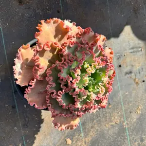 Red Ruffles Bare roots Succulent Plant