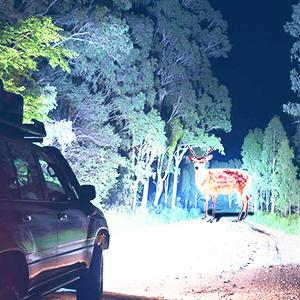 Nilight Headlight Assembly Compatible with 2011 2012 2013 2014 2015 2016 2017 2018 2019 Dodge Grand Caravan 2008-2016 Chrysler Town & Country Replacement Headlamp Chrome Housing Amber Reflector