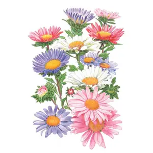 China Aster Blend Aster Seeds