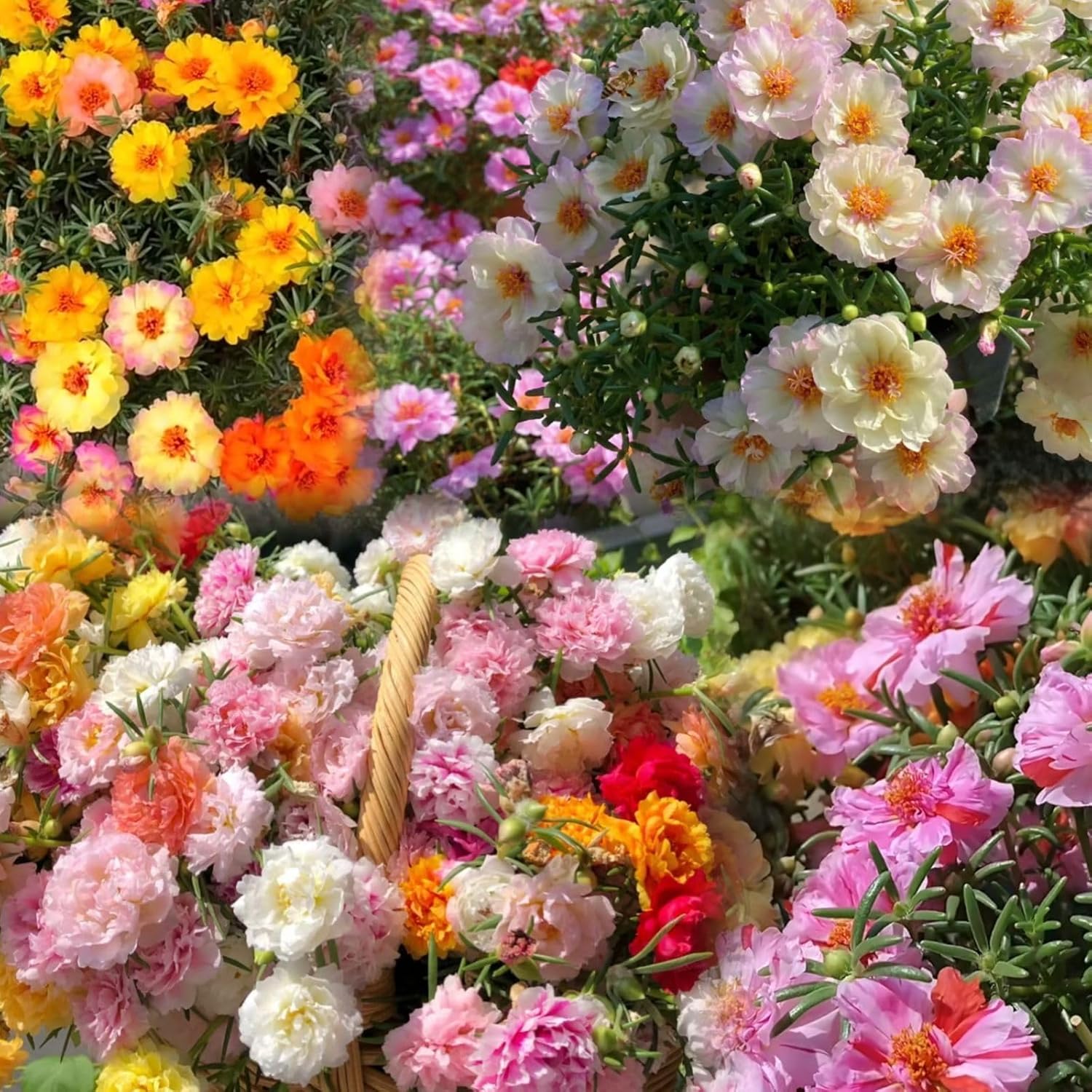 10000 +PCS (Moss Rose) Seeds -Mixed Double Portulaca Grandiflora Seeds Planting Ornaments Perennial Garden Simple to Grow Pots Gifts 10000 +PCS (Moss Rose) Seeds -Mixed Double Portulaca Grandiflora Seeds Planting Ornaments Perennial Garden Simple to Grow Pots Gifts
