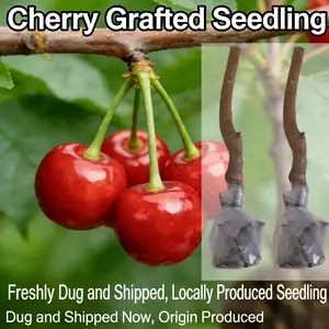 Cherry Tree Seedling for Home Garden | Beginner Friendly Fruit Tree | Easy Grow Backyard Orchard Plant