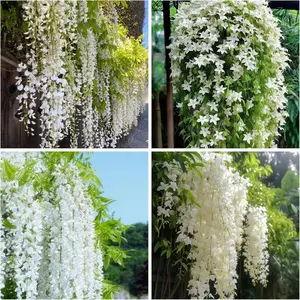 30PCS Climbing Jasmine Seeds – Fragrant Fast-Growing Garden Vine Easy-to-grow climbing plant with natural fragrance. Great for trellises, fences and balcony pots. Hardy, low maintenance and ideal for home gardens to create fresh, lush greenery.